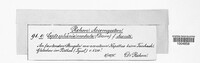 Leptosphaeria modesta image